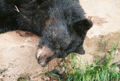 dead black bear