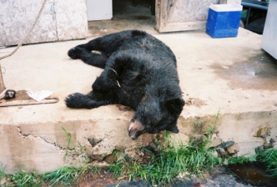 475lb black bear